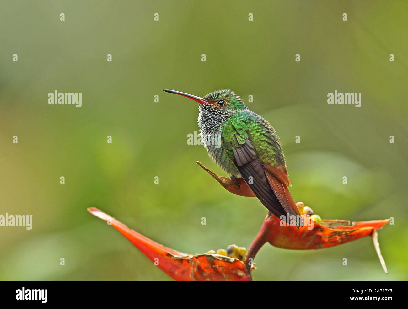 Rufous-tailed Hummingbird (Amazila tzacatl) adulto posado sobre flor Torti, Panamá Abril Foto de stock