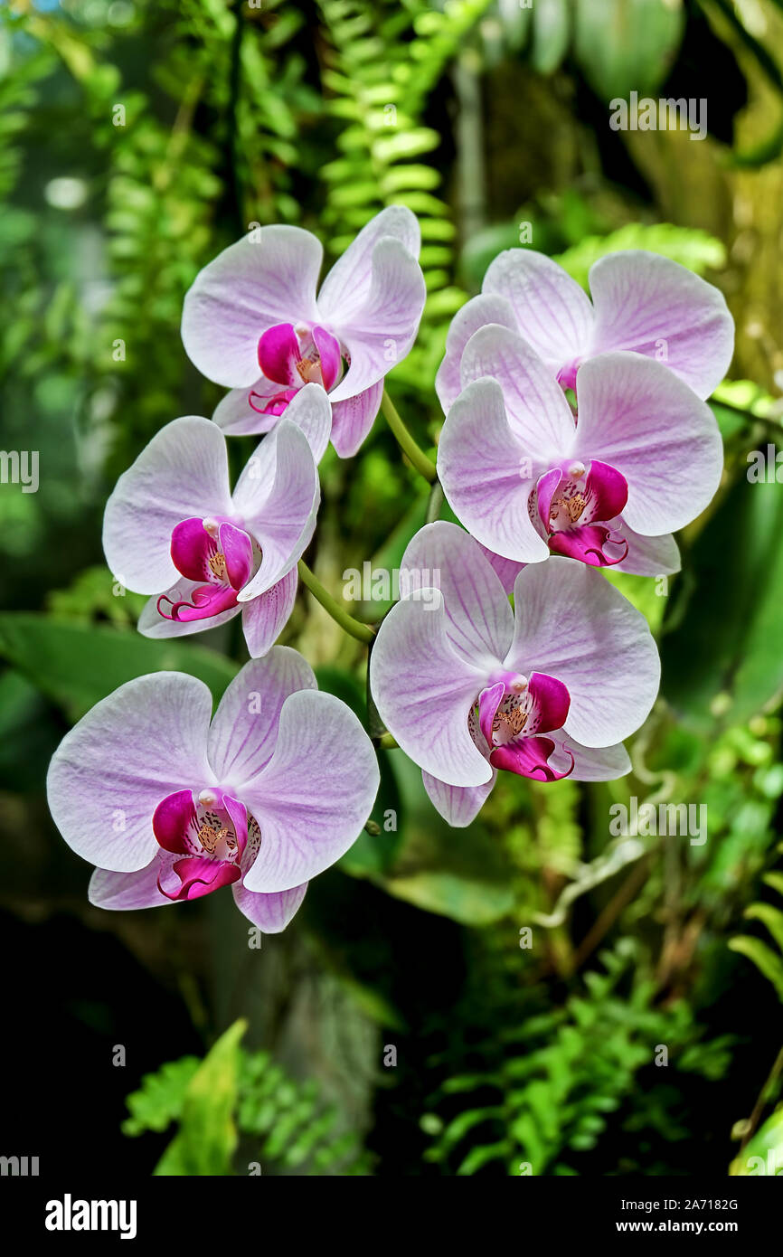 Orquídea con colorido y fragante flor, rosa blanca delante del fondo verde  natural con helechos Fotografía de stock - Alamy