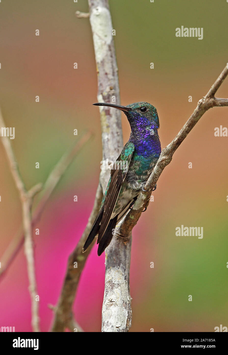 Zafiro-throated Hummingbird (Lepidopyga coeruleogularis) macho adulto posado en la rama Torti, Panamá Abril Foto de stock