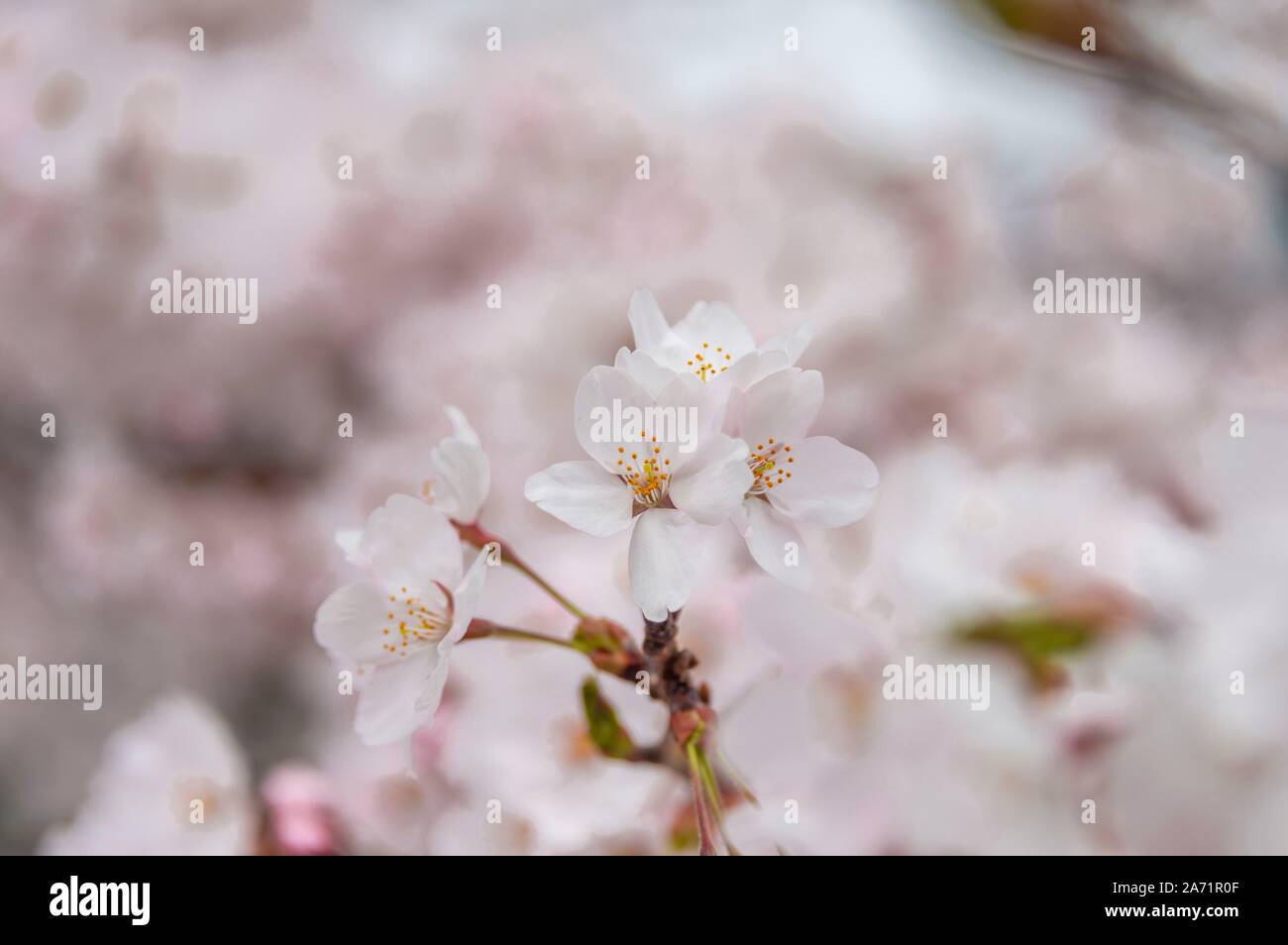 Flores de Cerezo, flor de cerezo japonés en primavera, Nagano, Japón Foto de stock