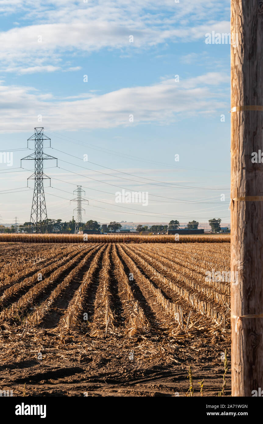 Maizal cosechada con alta tensión eléctrico torres tranmissian compartir la tierra. Foto de stock