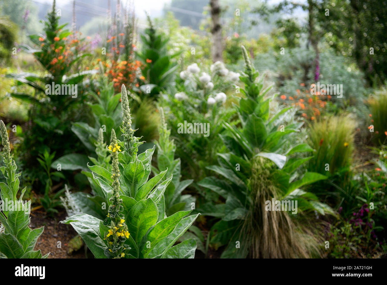 Molène,flor spire,agujas,jardín,mezclado,RM Borde floral Foto de stock