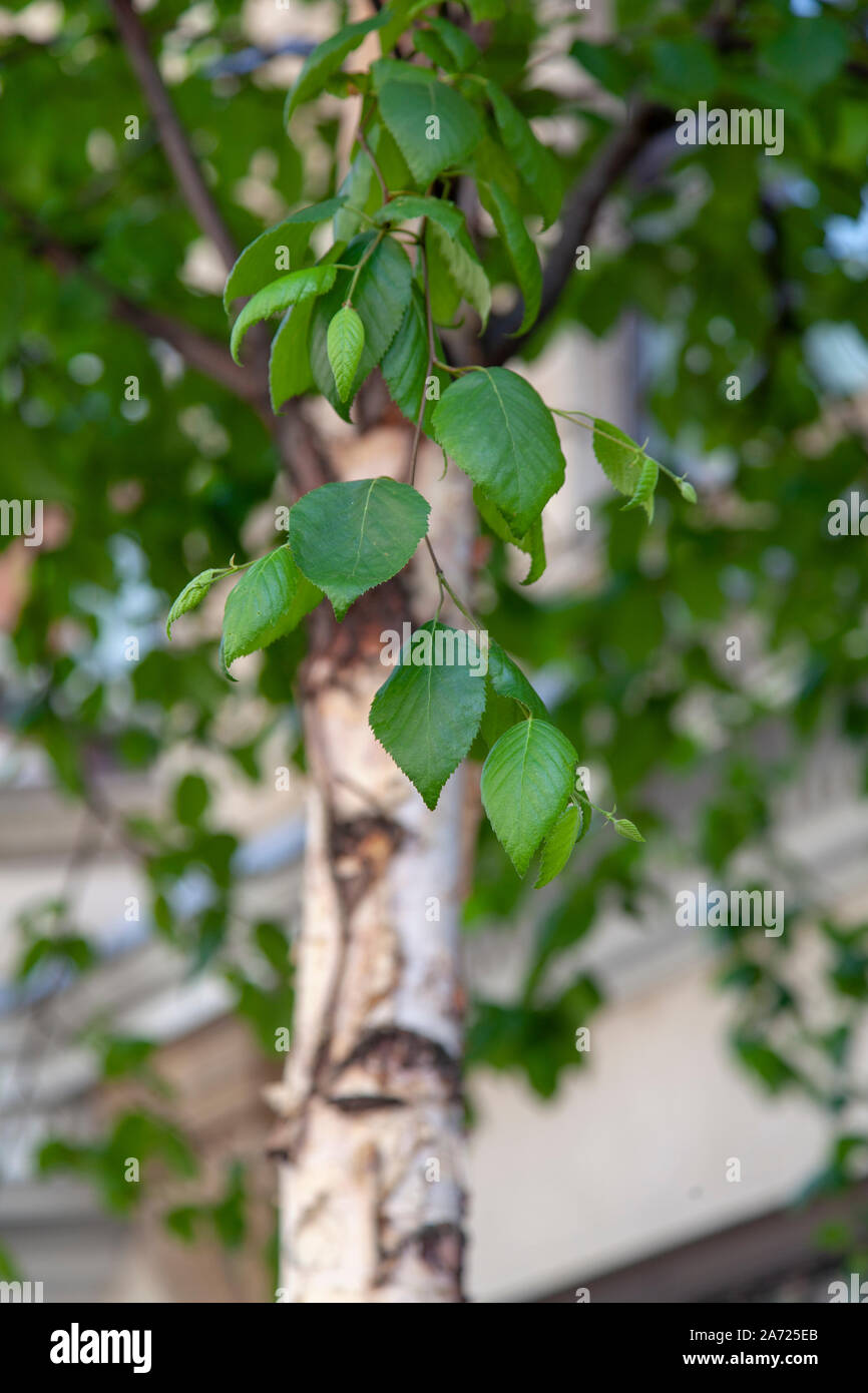 Las hojas de abedul (Betula papyrifera Kenai 'Kenaica') árbol Street, Westminster, London W1 Foto de stock