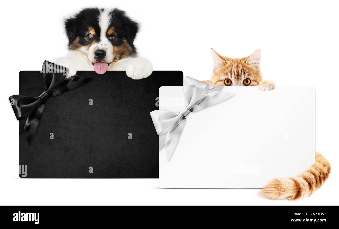 Cachorro de perro y gato mascotas juntos mostrando la tarjeta regalo en  negro y plata aislado sobre fondo blanco la plantilla en blanco y copiar el  espacio, Black Friday y cyber Fotografía