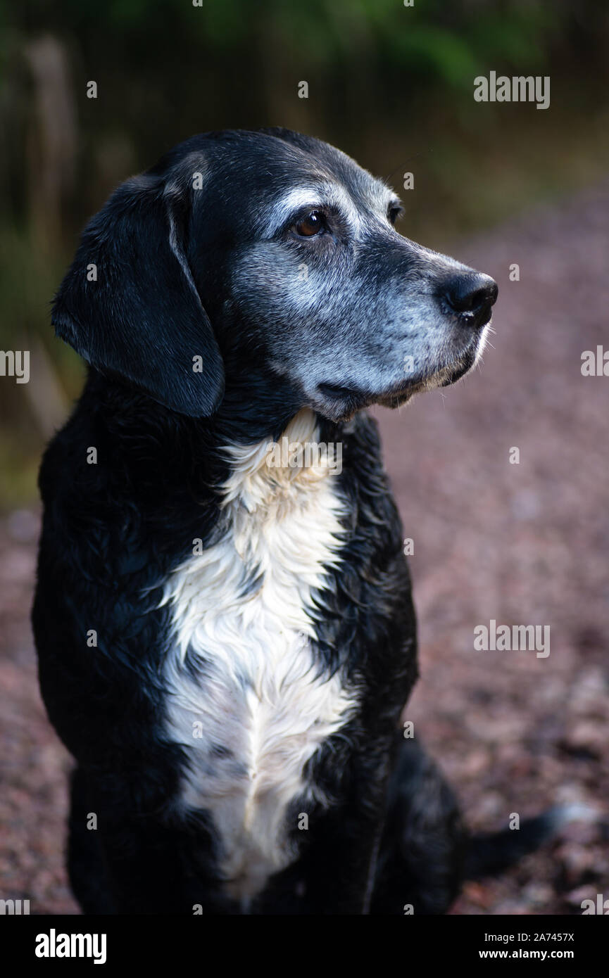 Nuestro perro de raza mixta lisa, de 10 años de edad, en el bosque, Foto de stock