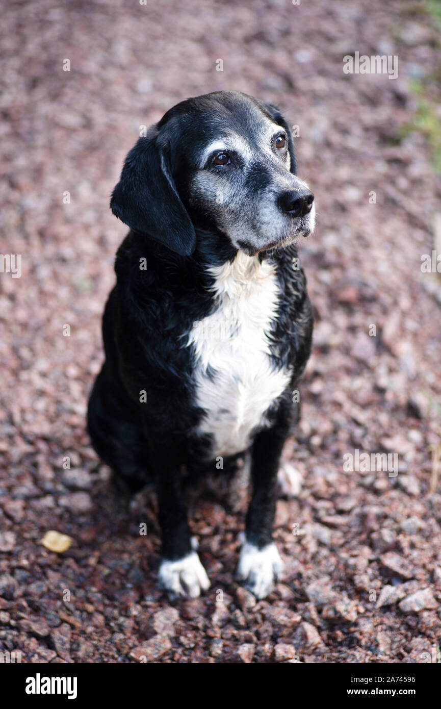 Nuestro perro de raza mixta lisa, de 10 años de edad, en el bosque Foto de stock