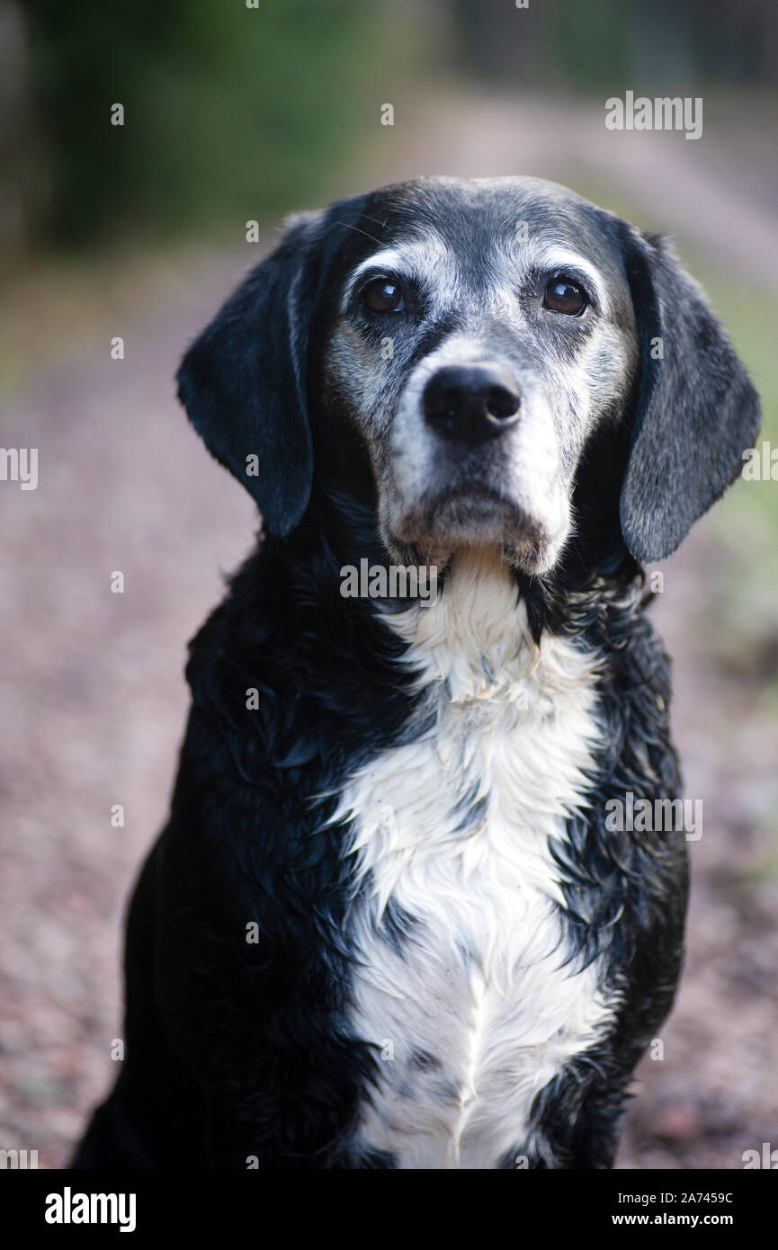 Nuestro perro de raza mixta lisa, de 10 años de edad, en el bosque, recién bañado Foto de stock