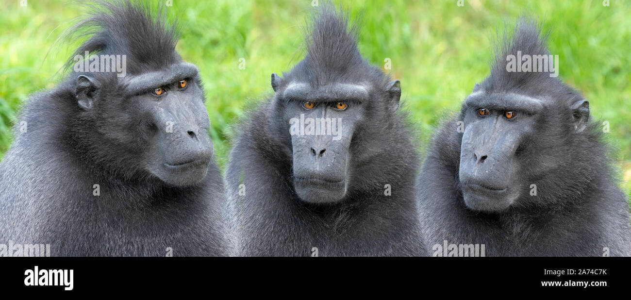 El macaco crestado de Célebes Macaca nigra montage de tres imágenes separadas Foto de stock