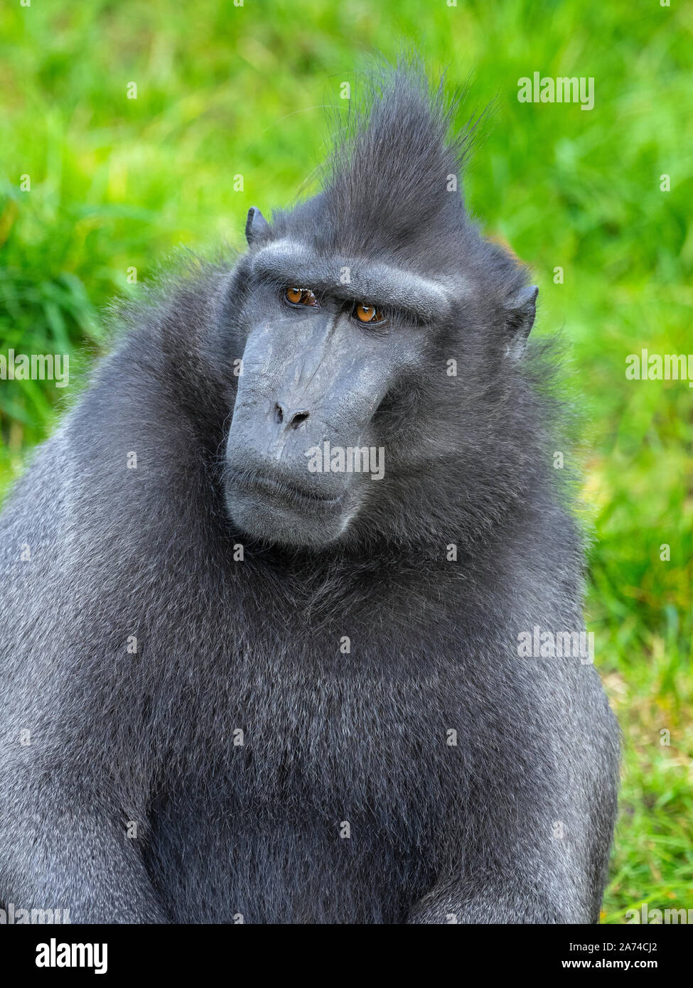 El macaco crestado de Célebes Macaca nigra, también conocido como el negro con cresta, macaco macaco crestado de Célebes, o el mono negro Foto de stock