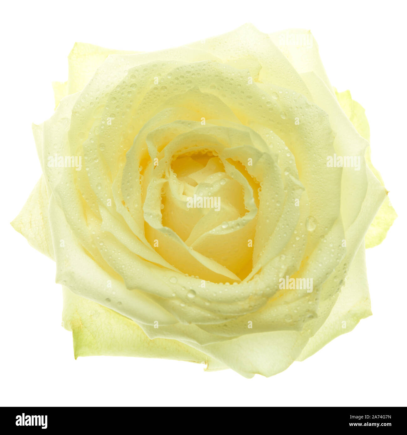 Rose, una sola flor en metro blanco Foto de stock