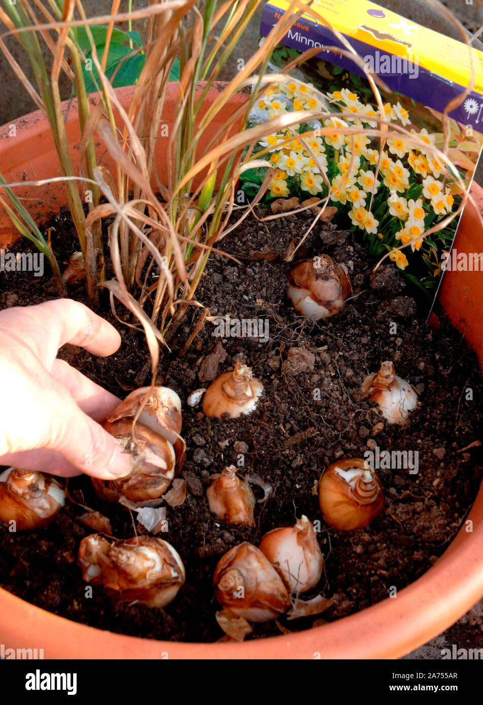 Plantar 'Minnow' Narcissus bulbos en maceta en otoño, Francia de stock Alamy