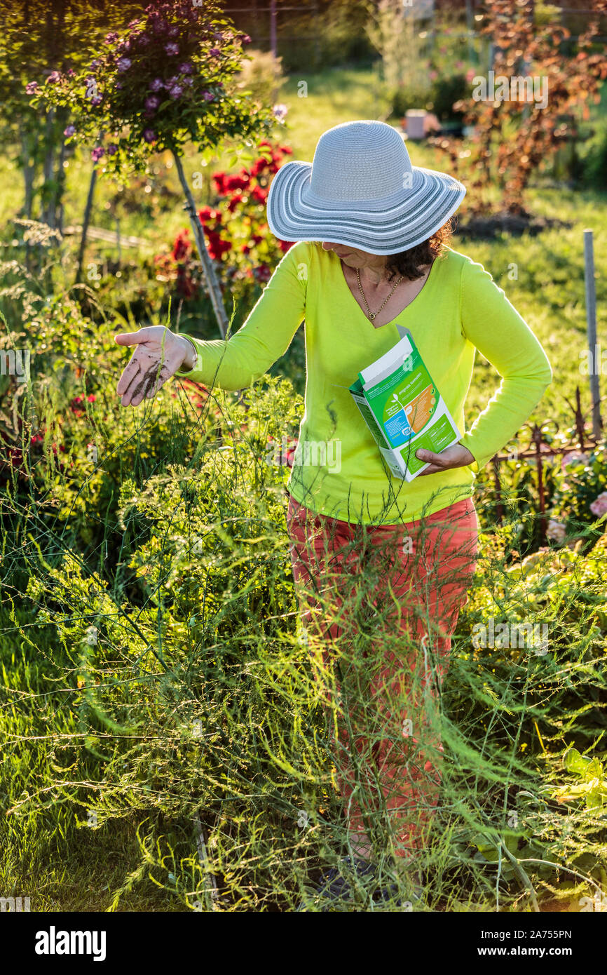 Mujer trayendo un abono vegetal a los espárragos. Foto de stock