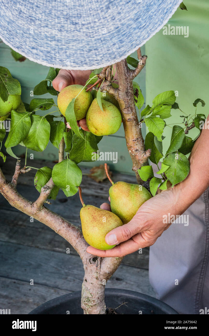 Cosecha de peras en una pera árbol creciendo en una maceta Fotografía de  stock - Alamy