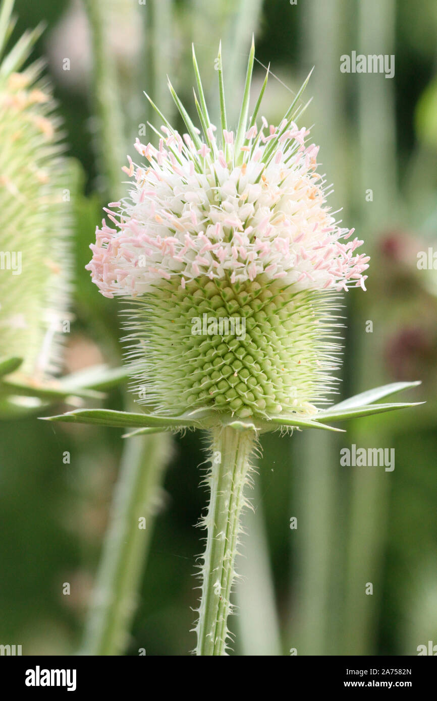 Cortar-hojas Teasel (Dipsacus laciniatus) flores, jardín botánico de Tours, Center-Val de Loire, Francia Foto de stock