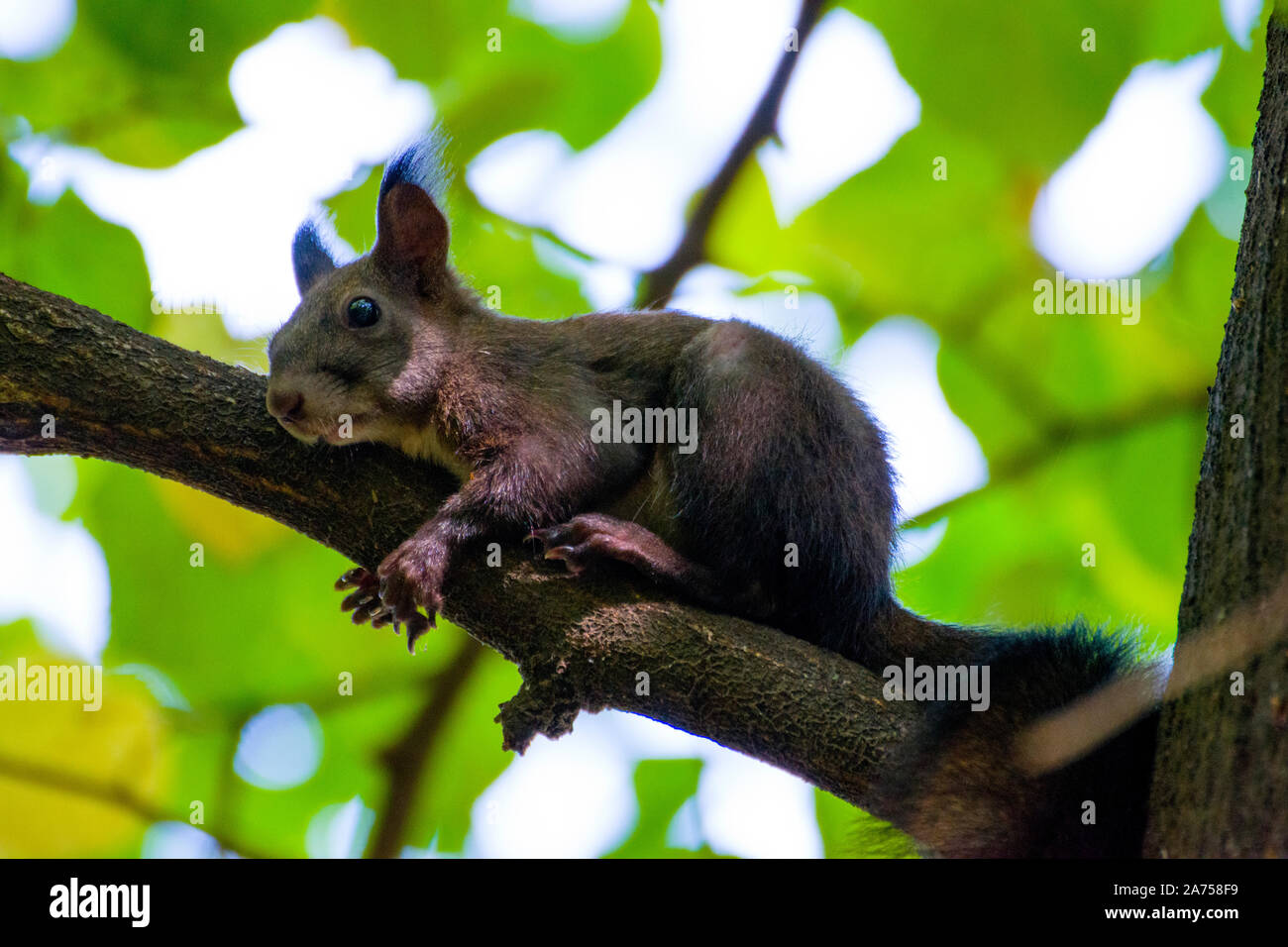 Un parque ardilla sentada en la rama de un árbol; un árbol ágil roedor habita con una cola muy tupida, suelen alimentarse de los frutos secos y las semillas. Foto de stock