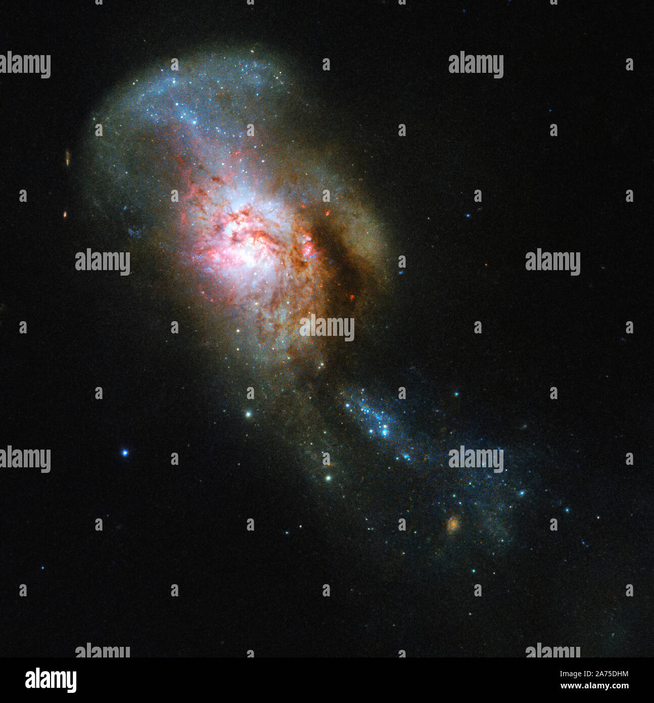 La galaxia se ilustra en esta imagen del Hubble de la semana tiene una especialmente evocador nombre: la fusión de Medusa. A menudo citada por su poco pelo nuevo Catálogo General designación de NGC 4194, esto no siempre era una entidad, sino dos. Una de las primeras galaxy consume un sistema rico de gas más pequeñas, arrojando arroyos de estrellas y polvo en el espacio. Estos arroyos, visto elevándose desde el comienzo de la fusión, se asemeja a la Galaxia agonizando serpientes que Medusa, un monstruo en la antigua mitología griega, famosa tenía en su cabeza en lugar de cabello, el objeto de préstamo a su extraño nombre. Todos los gases frescos pooling aquí Foto de stock
