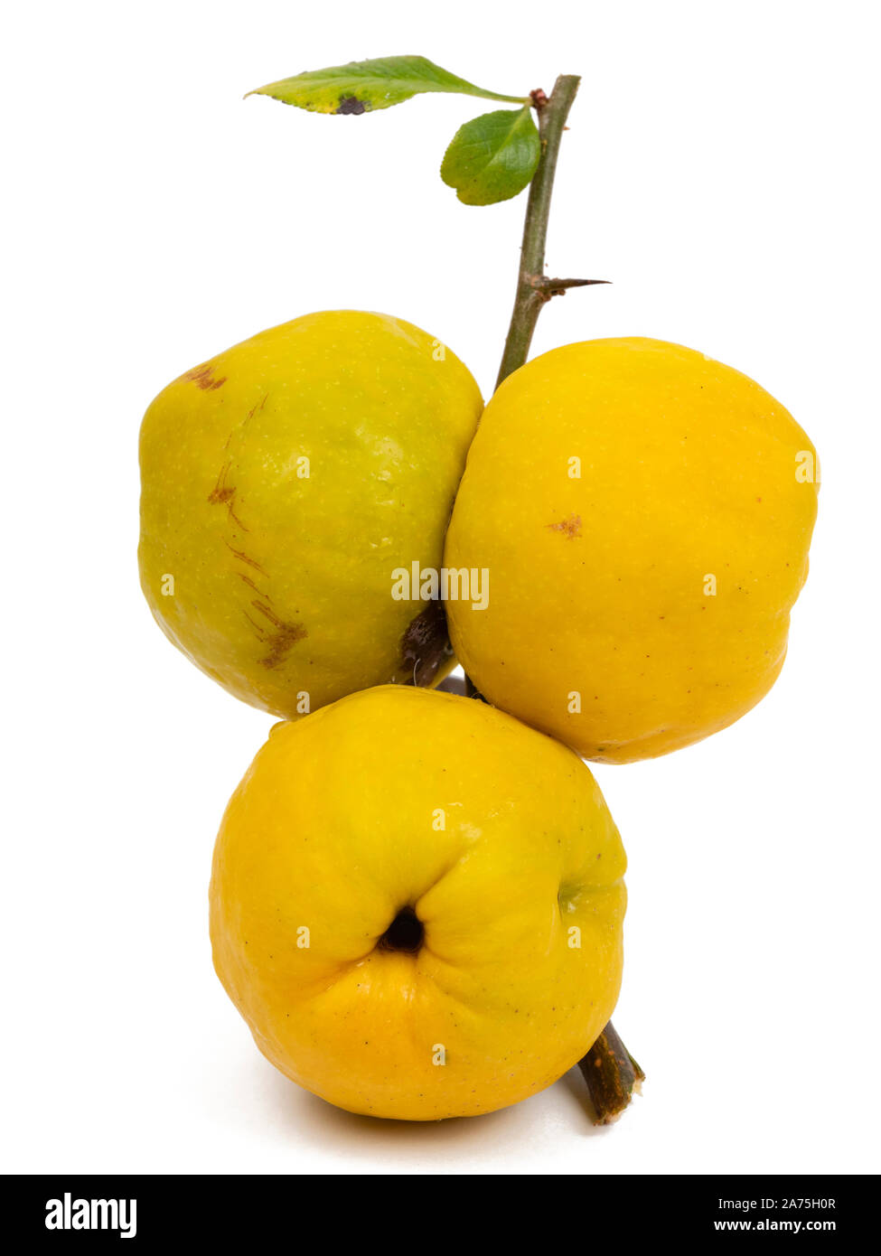 Karin, comestible otoño fruto del arbusto, membrillos japoneses hardy Chaenomeles x superba 'Crimson y oro" aislado en blanco Foto de stock