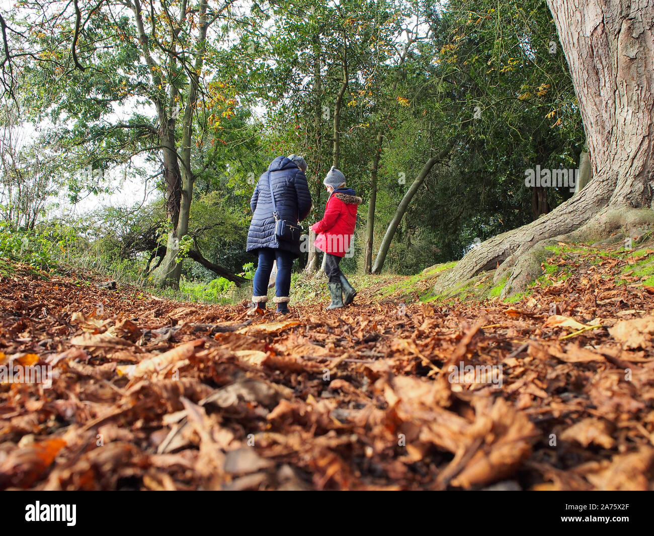 La madre y el niño en busca de conkers en el bosque, otoño, REINO UNIDO Foto de stock