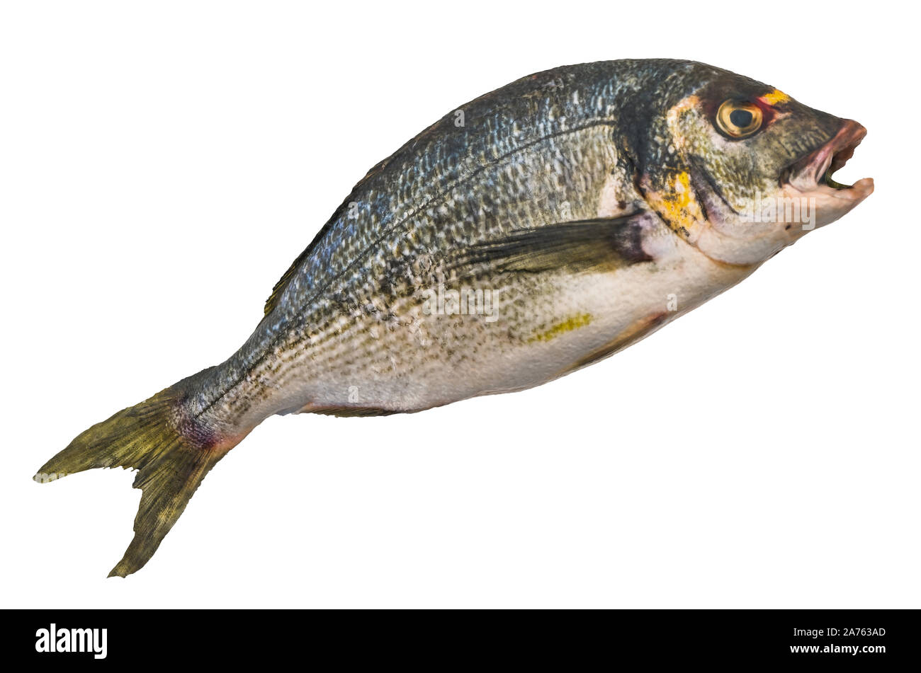 Raw de cabeza dorada, besugo, pescado 3D con texturas realistas aislado