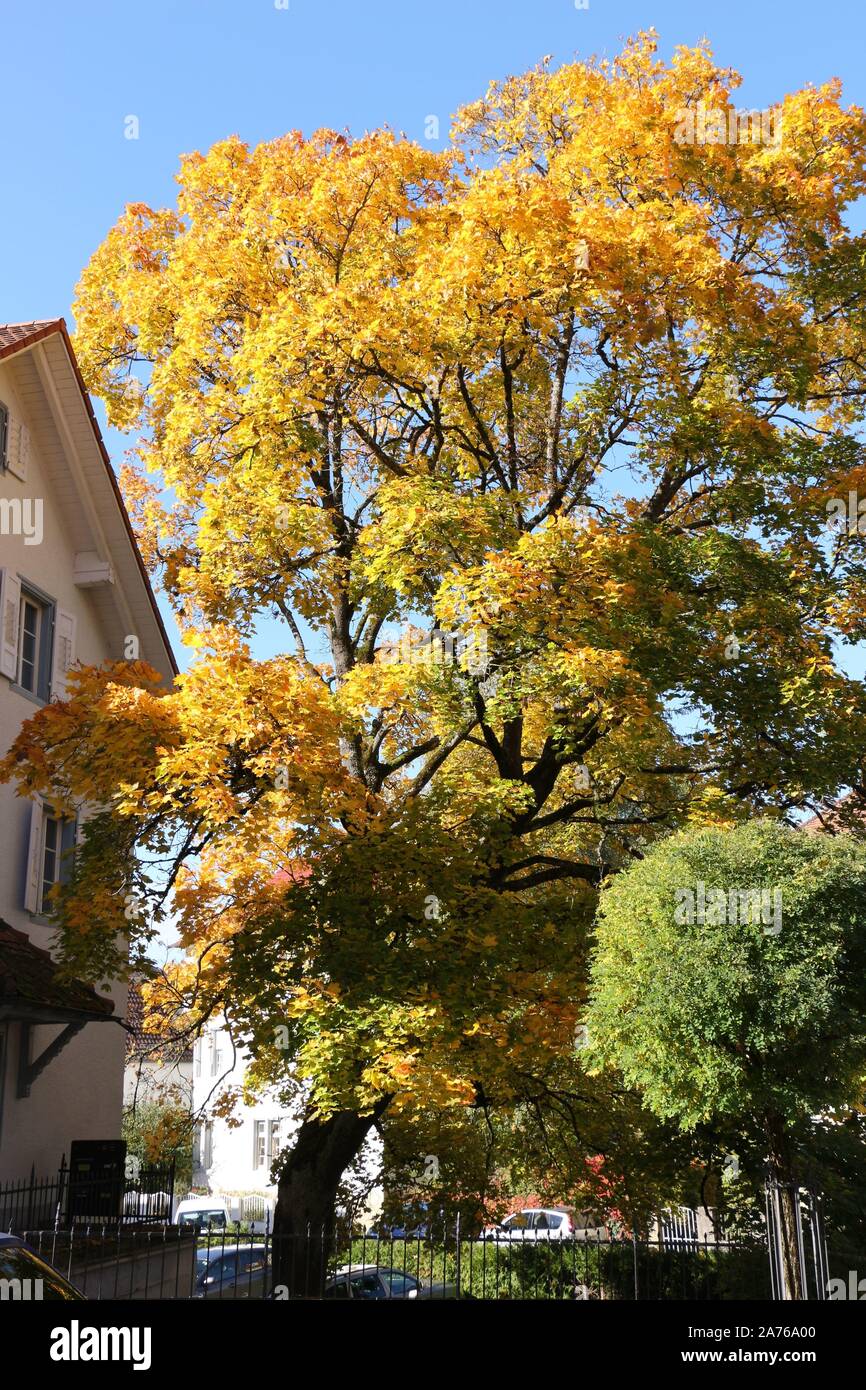 Herbst in der historischen Altstadt von Engen en Süddeutschland Foto de stock