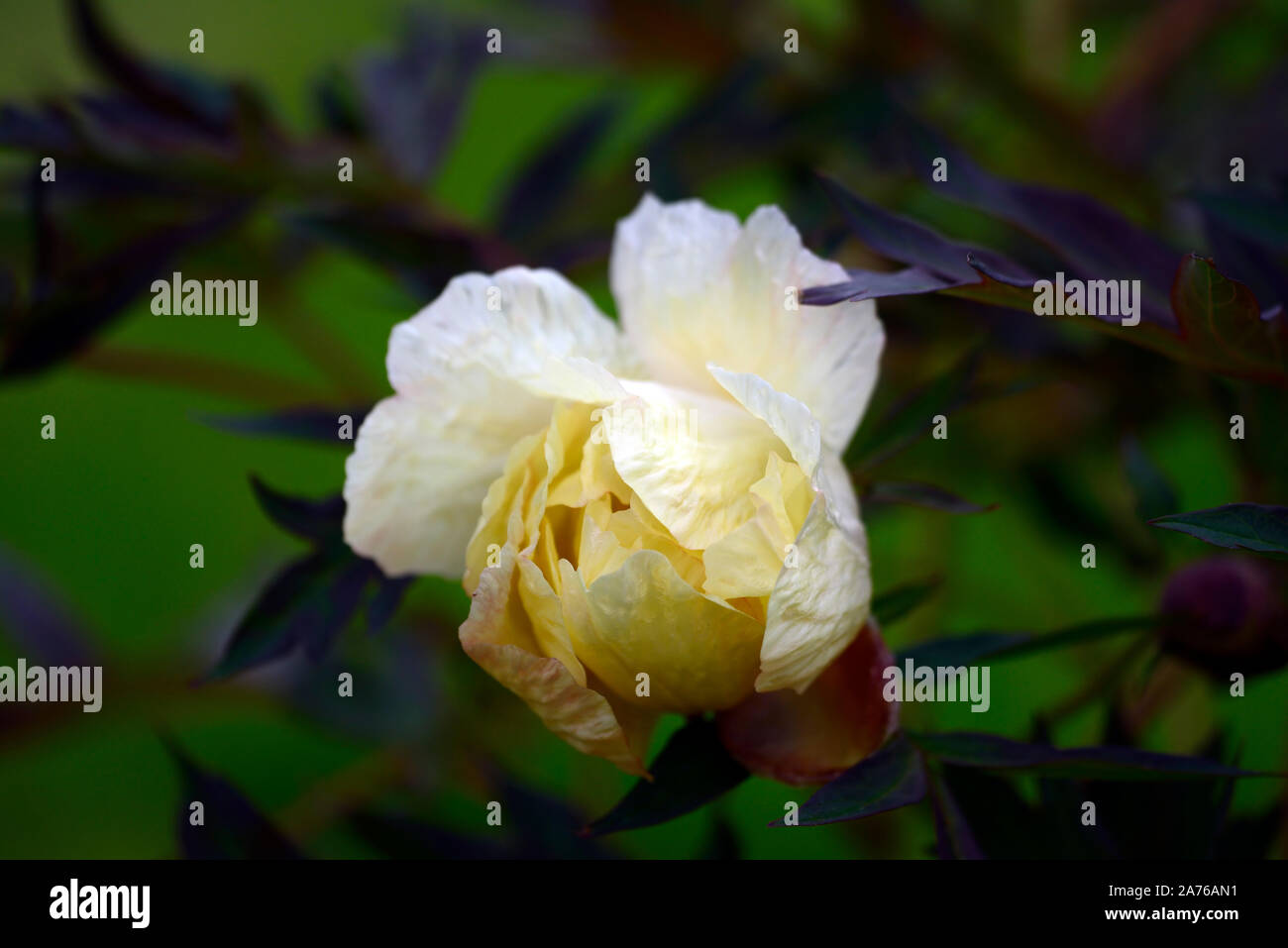 Paeonia suffruticosa,luz amarilla flor,crema,flores de  peonía,primavera,jardín,jardines florales,RM Fotografía de stock - Alamy