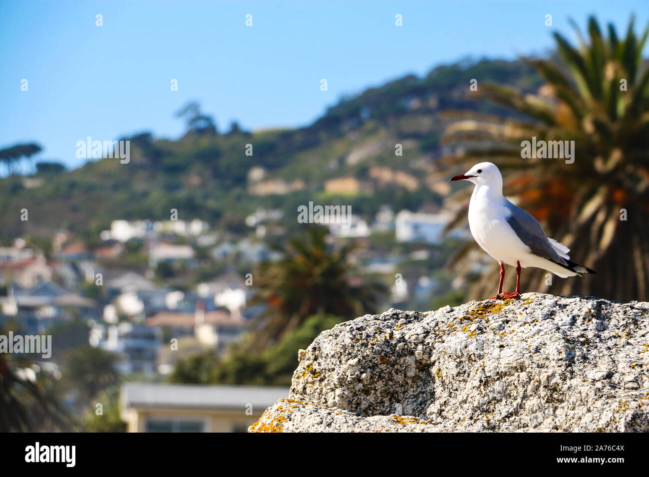 Seagull parado sobre una roca con bellos árboles borrosa y casas como fondo. Ciudad del Cabo, Sudáfrica Foto de stock
