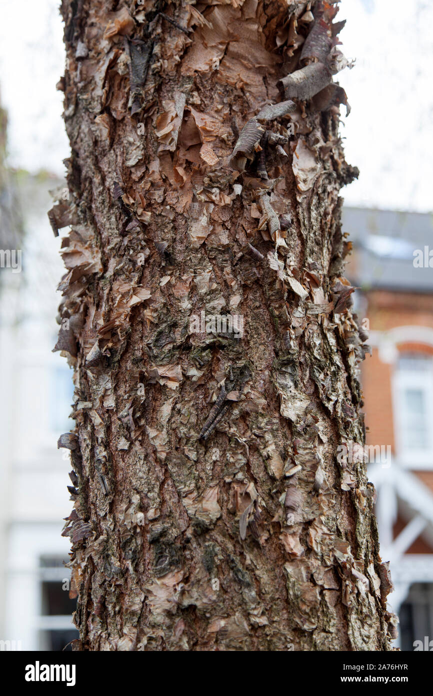 Pelar la corteza de un joven Río abedul (Betula nigra), árbol de la calle Londres Hackney Foto de stock
