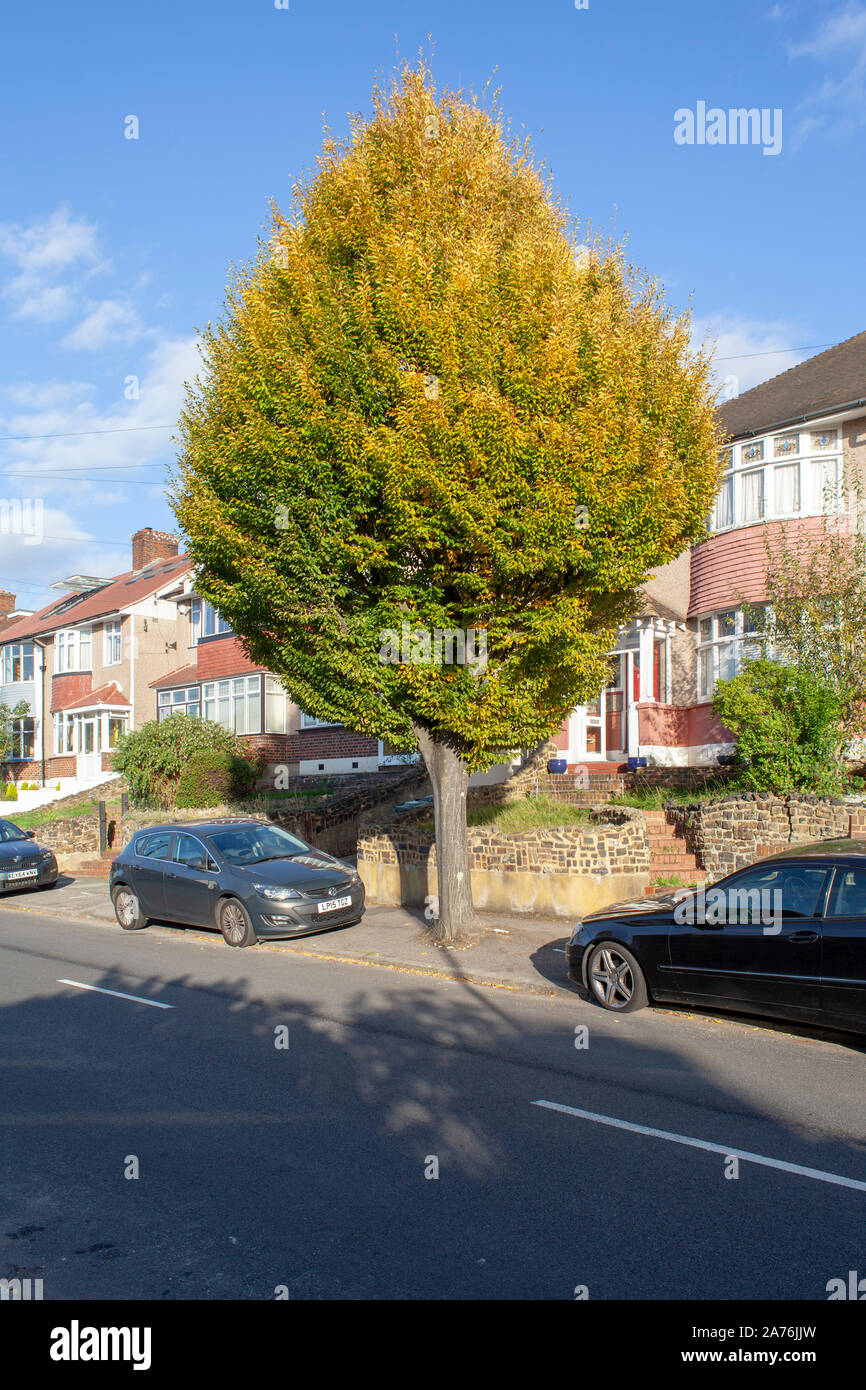 Fastigiate carpe (Carpinus Betulus) calle árbol, en Forest Hill, Londres SE23, REINO UNIDO Foto de stock