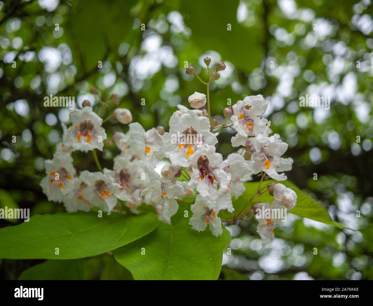 Las flores de un indio Catalpa bignonioides Bean Tree (Árbol) calle Kennington, Londres SE11 UK Foto de stock