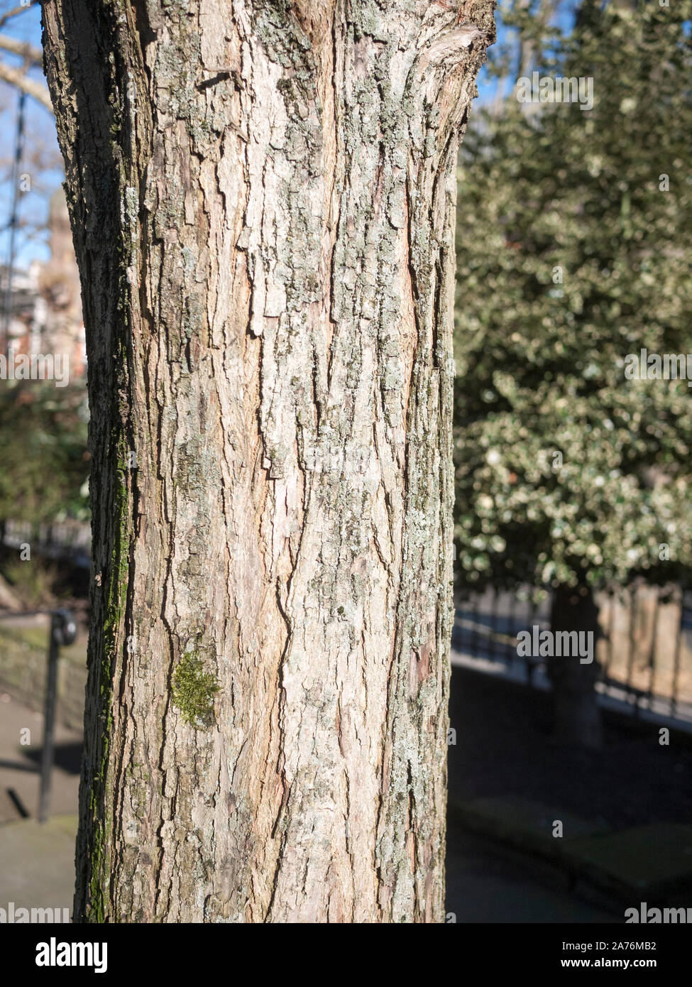Detalle de un Katsura (Cercidiphyllum japonicum) árbol urbano en invierno, Londres, Reino Unido Foto de stock