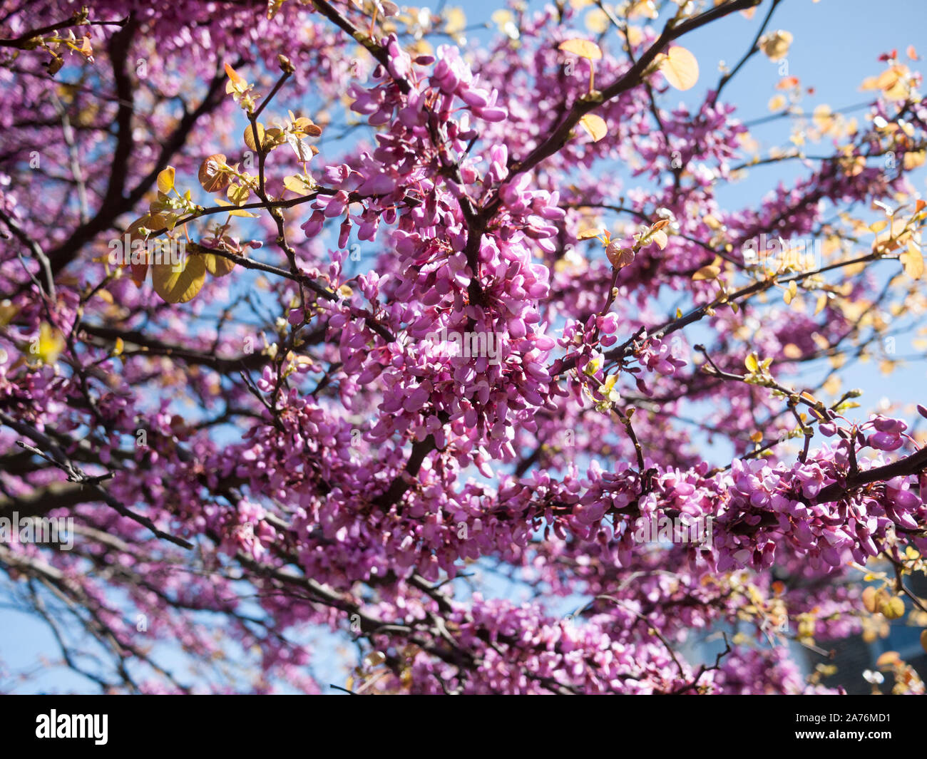 Las flores de un árbol de Judas (Cercis siliquastrum) árbol urbano, Margate UK Foto de stock