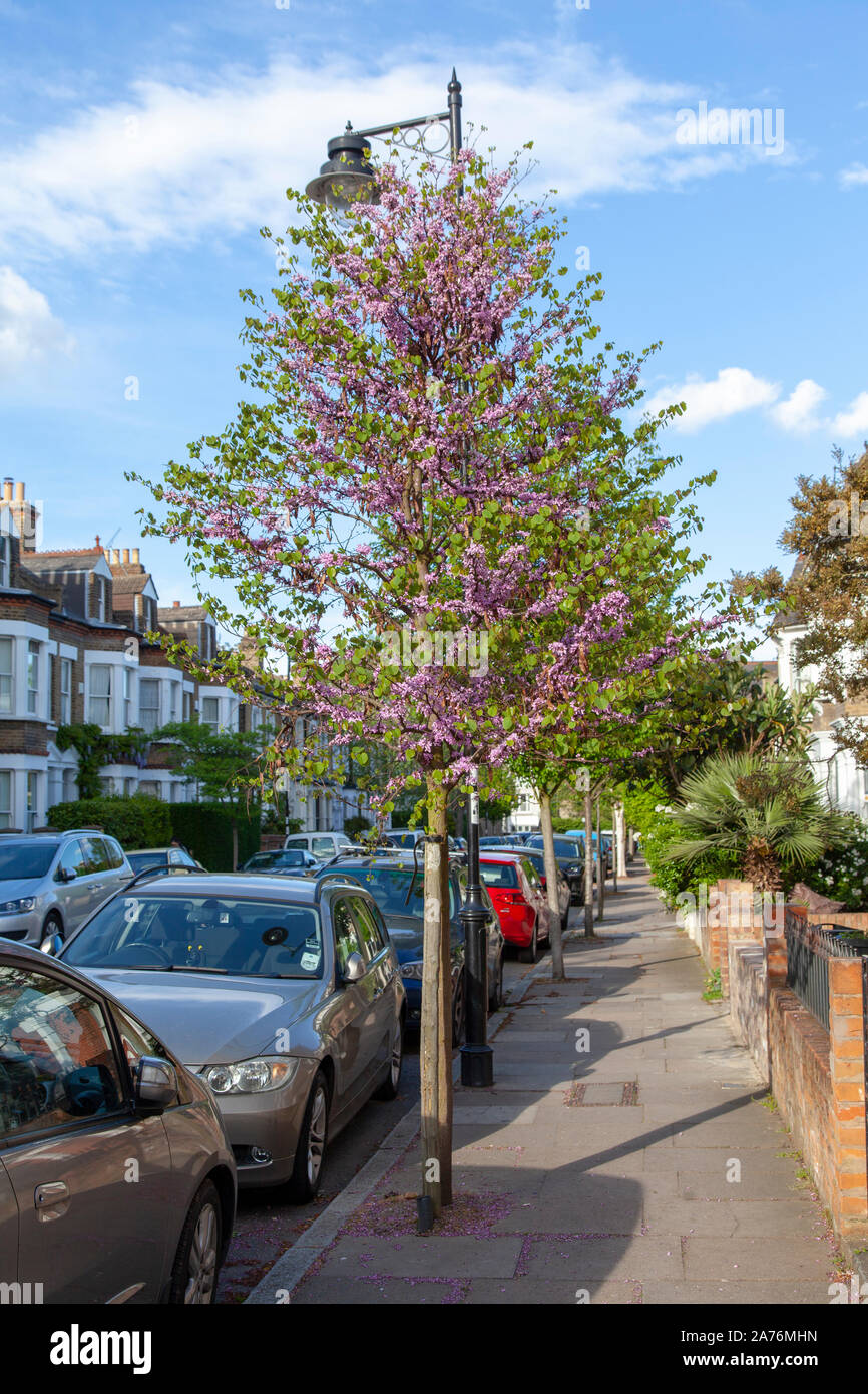 La floración del árbol de Judas (Cercis siliquastrum) calle árbol, Highgate, London N19, REINO UNIDO Foto de stock