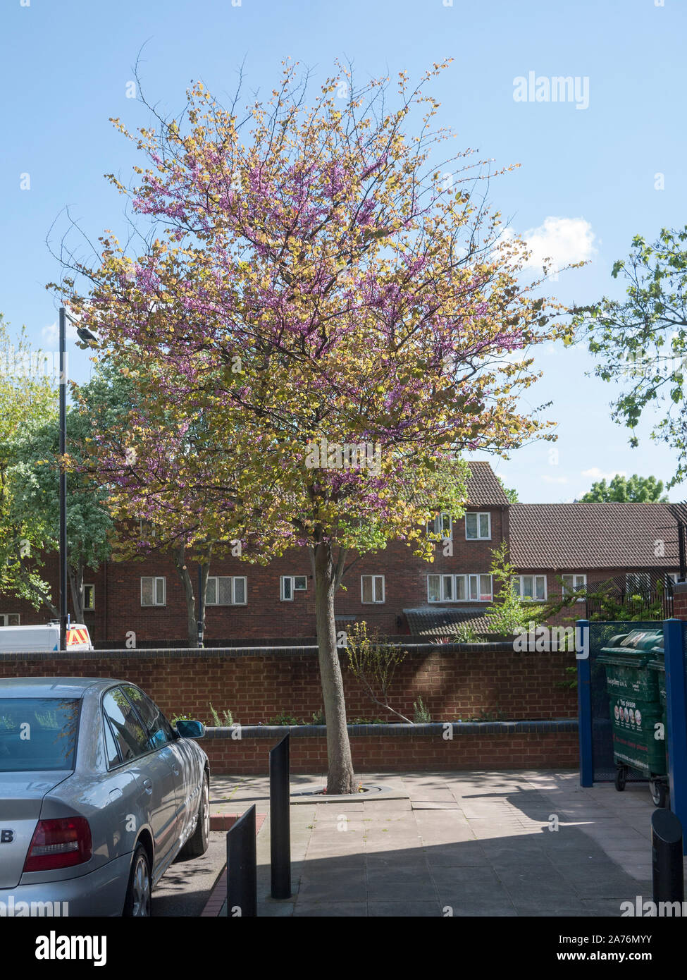 Árbol de Judas (Cercis siliquastrum) en flor, árbol urbano, Waterloo, London SE1, REINO UNIDO Foto de stock