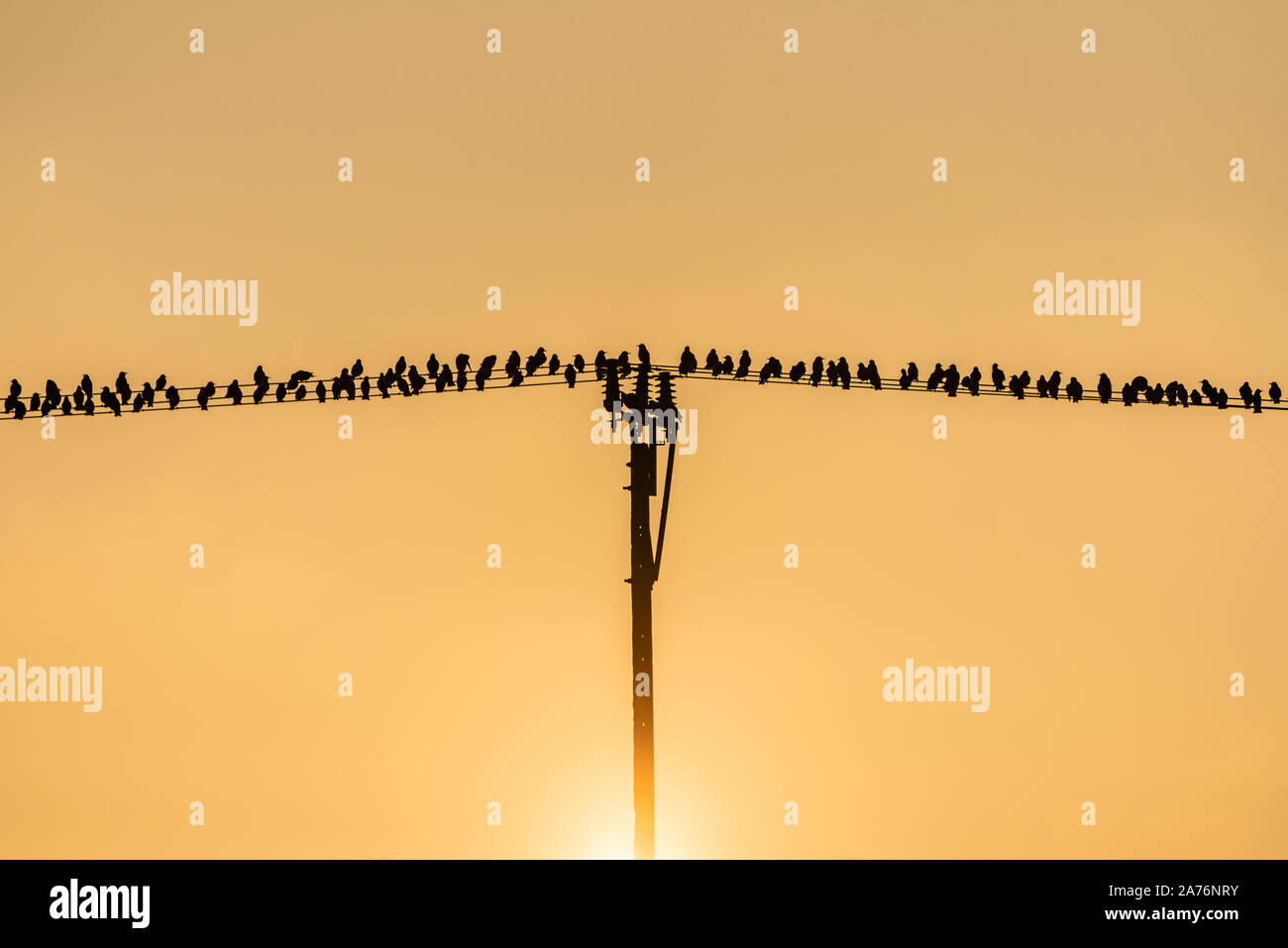Las aves sentadas en los cables eléctricos durante la migración. Por la tarde, tierras de labranza y la puesta de sol en tonos de naranja. La migración de las aves. Foto de stock