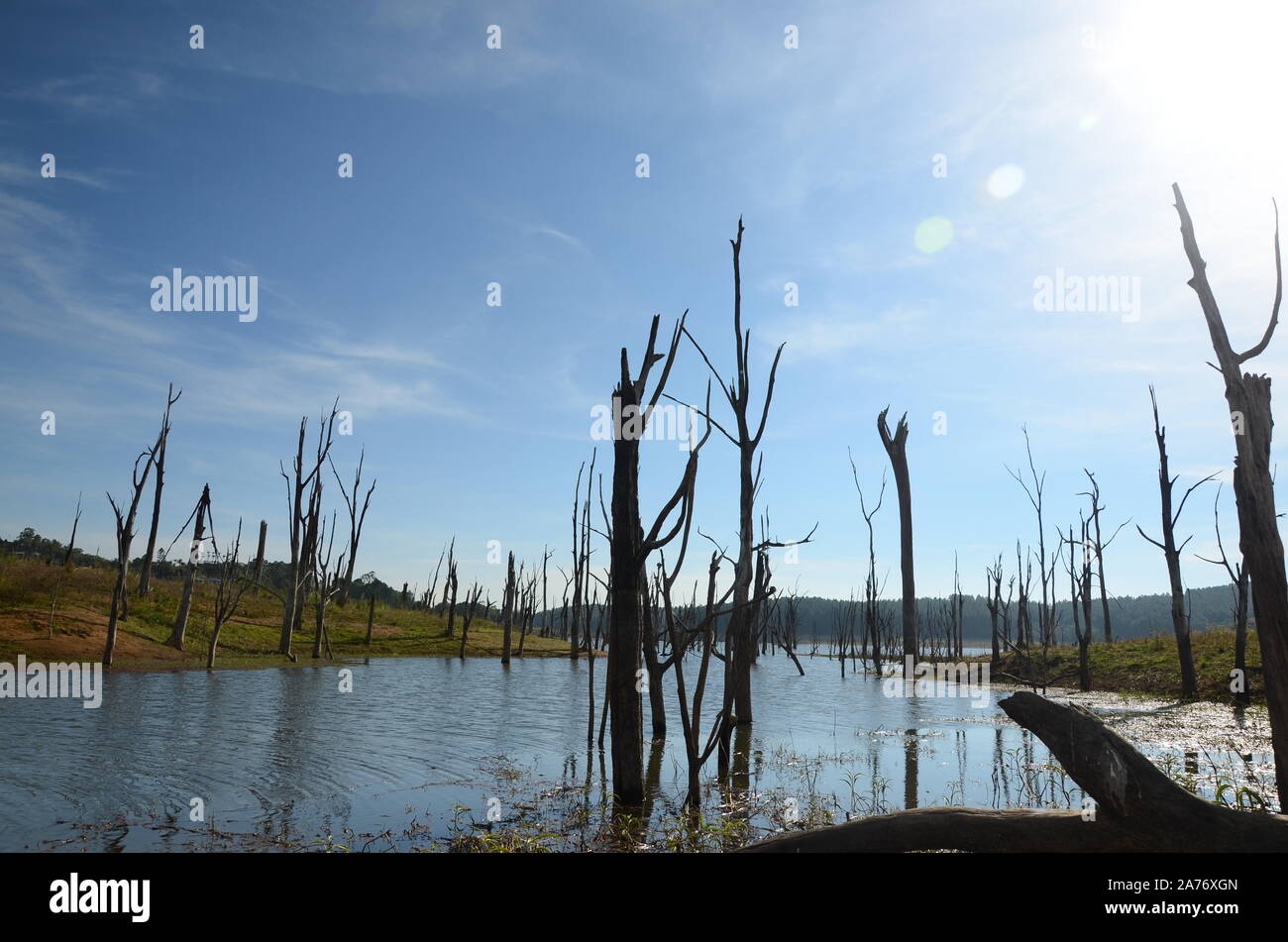 Bosques destruidos por las inundaciones, el calentamiento global Foto de stock