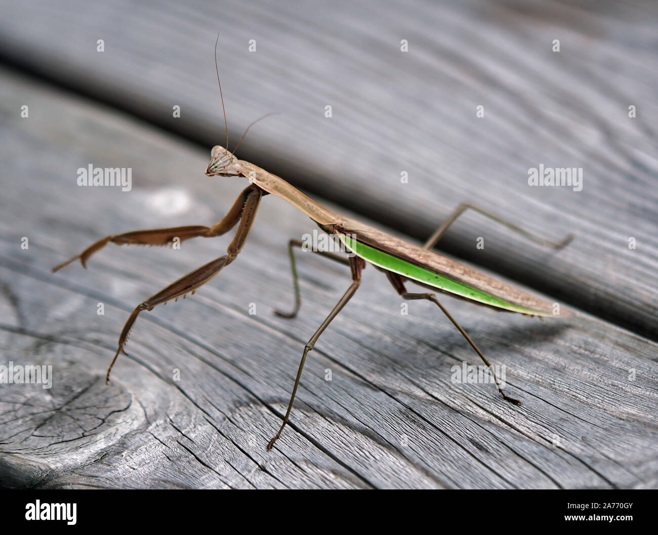 Mantis en Cedar Foto de stock
