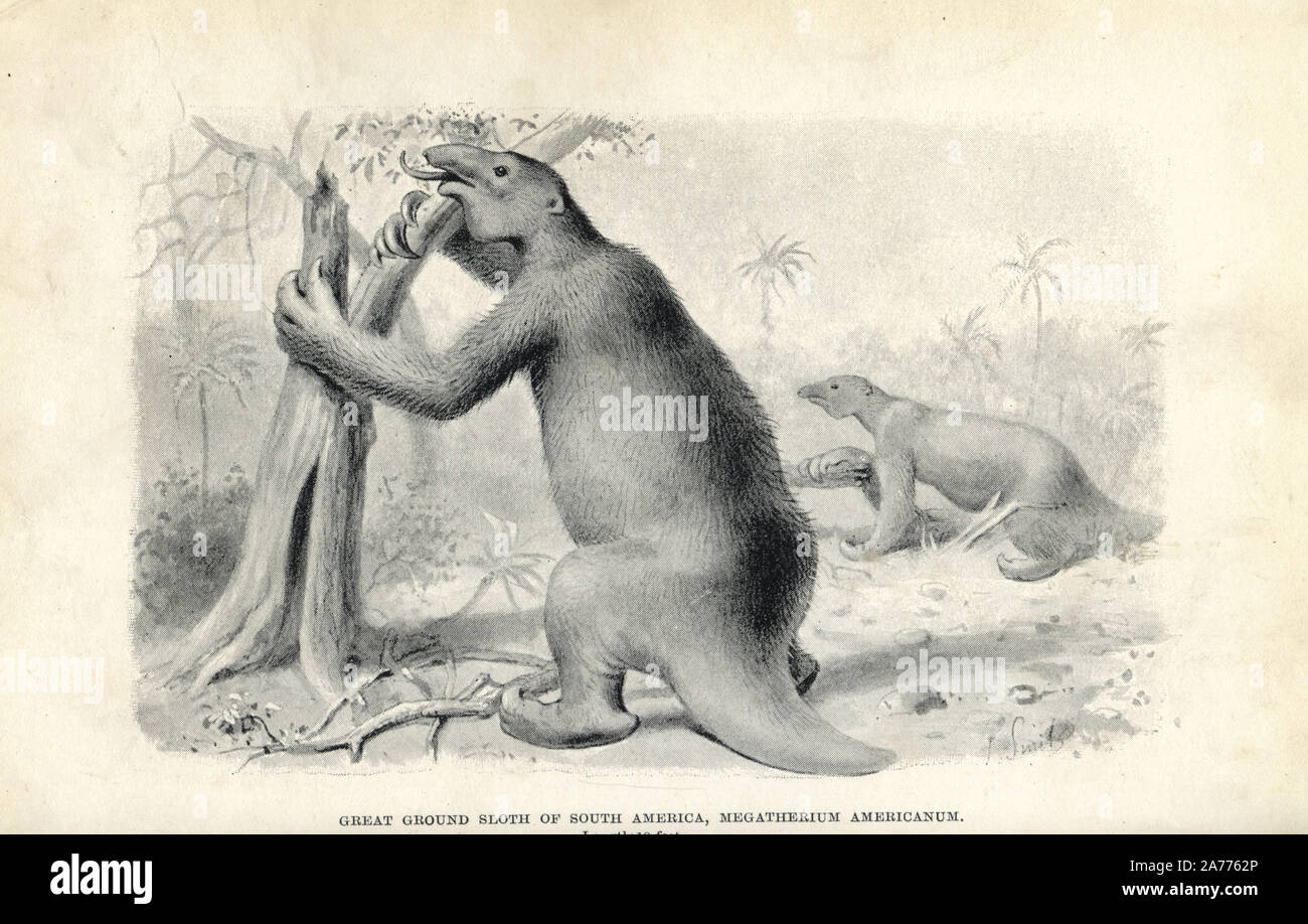 Megatherium americanum, gran Ground Sloth de América del Sur. Ilustración por J. Smit, de H. N. Hutchinson's "extinguida Monstruos y criaturas de otros días", Chapman y Hall, Londres, 1894. Foto de stock