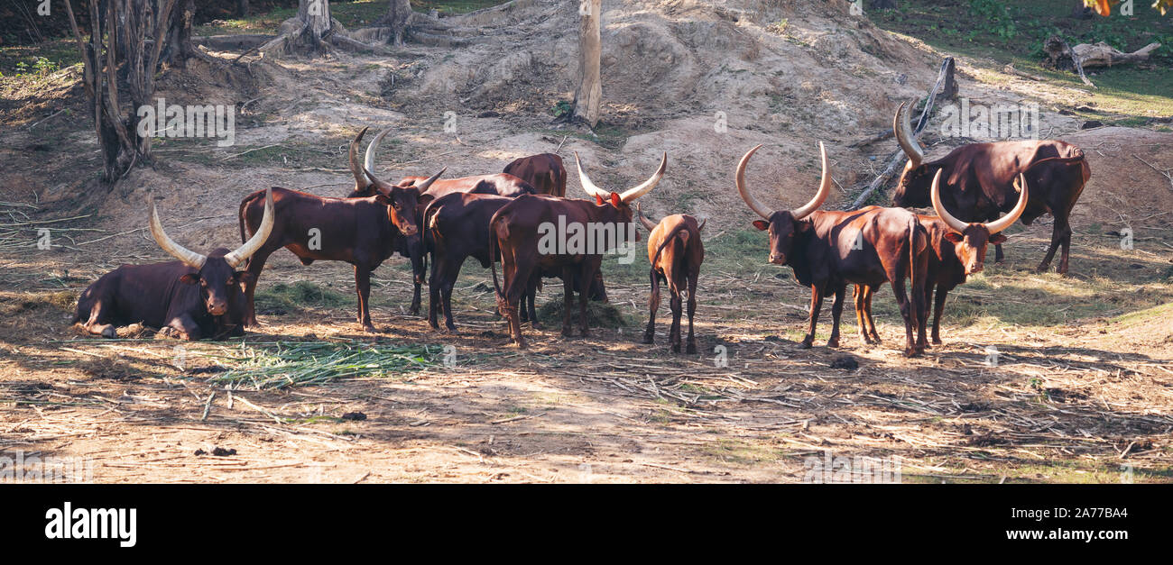 Manada de ganado watusi ankole en zoo Foto de stock