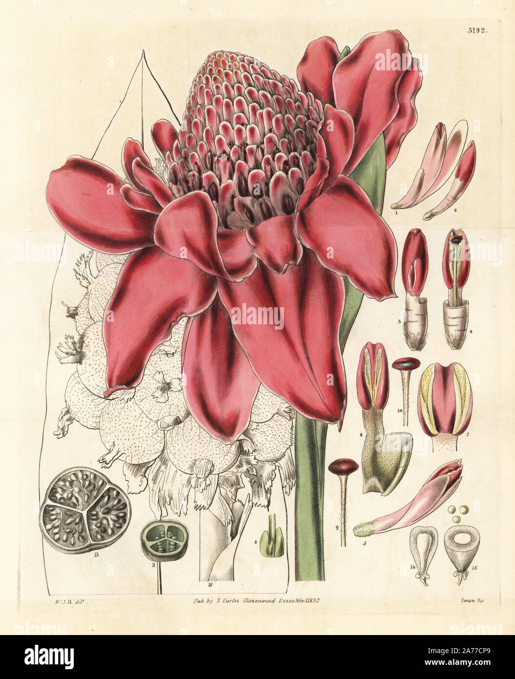 Rosa de porcelana o jengibre, Etlingera elatior antorcha (Alpinia magnifica), nativa de Mauricio. Copperplate Handcolored Ilustración botánica por William Jackson Hooker grabado por Swan de Samuel Curtis' 'Curtis's Botanical Magazine Rosa de porcelana o jengibre, Etlingera elatior antorcha (Alpinia magnifica), nativa de Mauricio. Copperplate Handcolored Ilustración botánica por William Jackson Hooker grabado por Swan de Samuel Curtis' 'Curtis's Botanical Magazine
