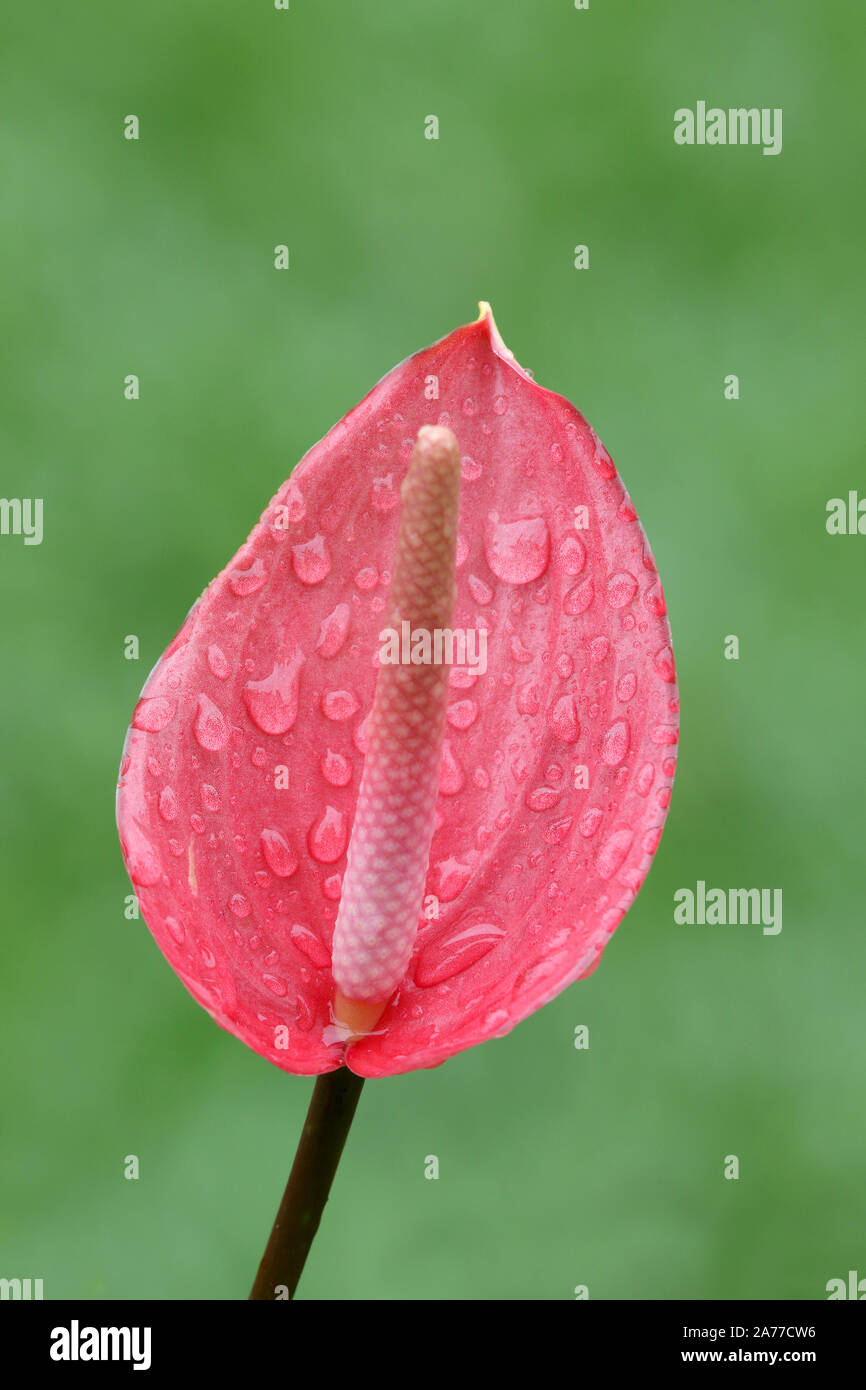 Cerca de una hermosa flor de Anthurium o Laceleaf con gotas de lluvia sobre un fondo verde Foto de stock