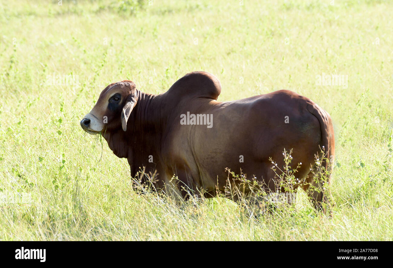 Vista de una gran Brahma bull en una pastura campo en la región central de Panamá Foto de stock