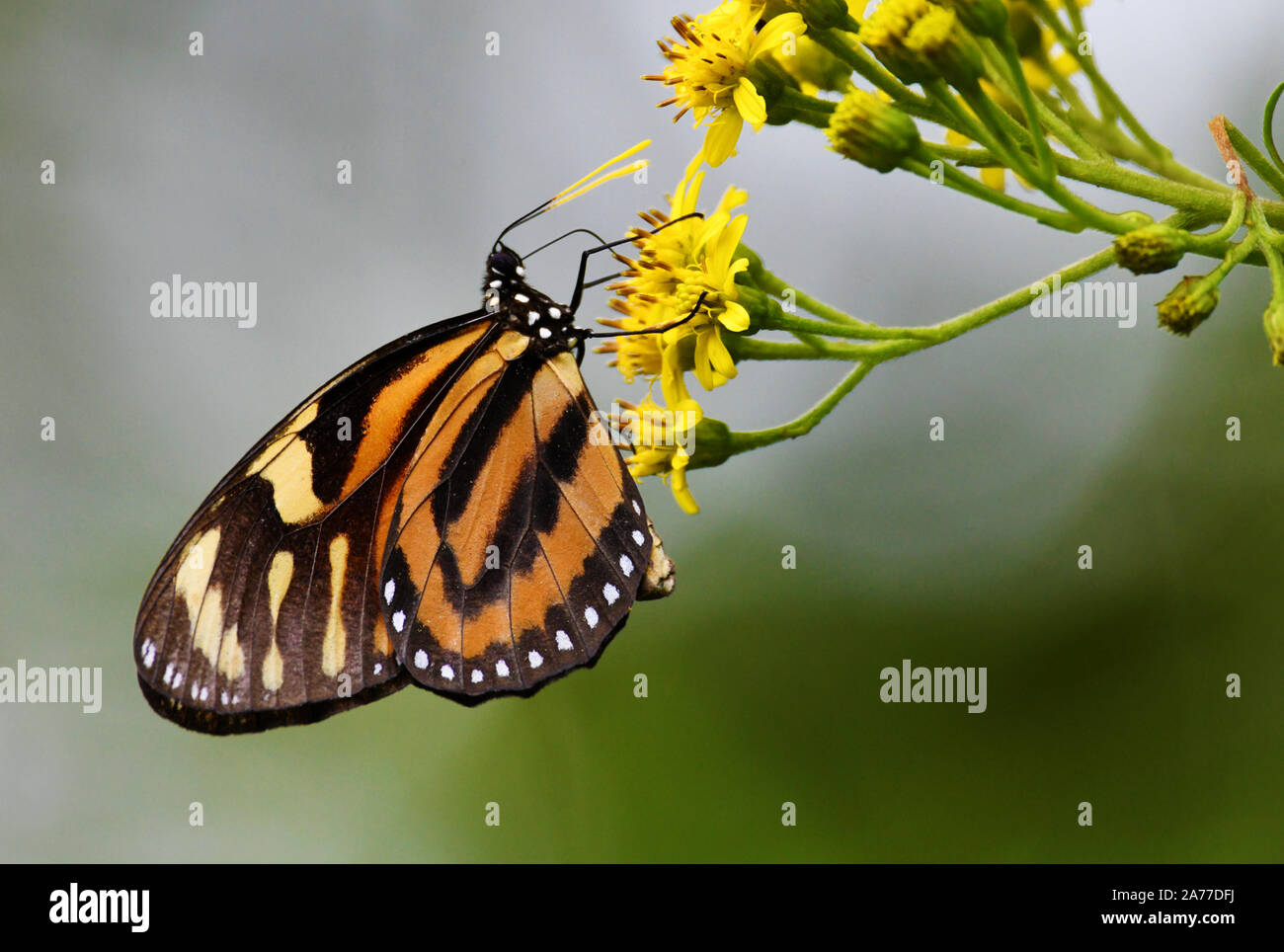 Hermosa Lycorea halia, la tropical asclepias butterfly también conocido como Tiger-imitar Reina alimentándose de flores silvestres Foto de stock