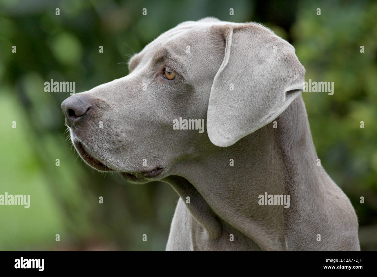 Cerrar el perfil de un perro weimaraner hembra con un fondo verde Foto de stock