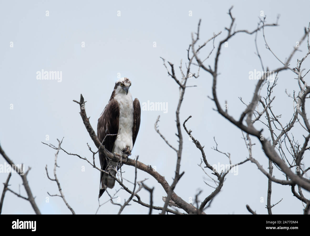 Occidental majestuosa águila pescadora (Pandion haliaetus) colgado de un árbol cerca de la capa del Océano Pacífico en el centro de Panamá. Foto de stock