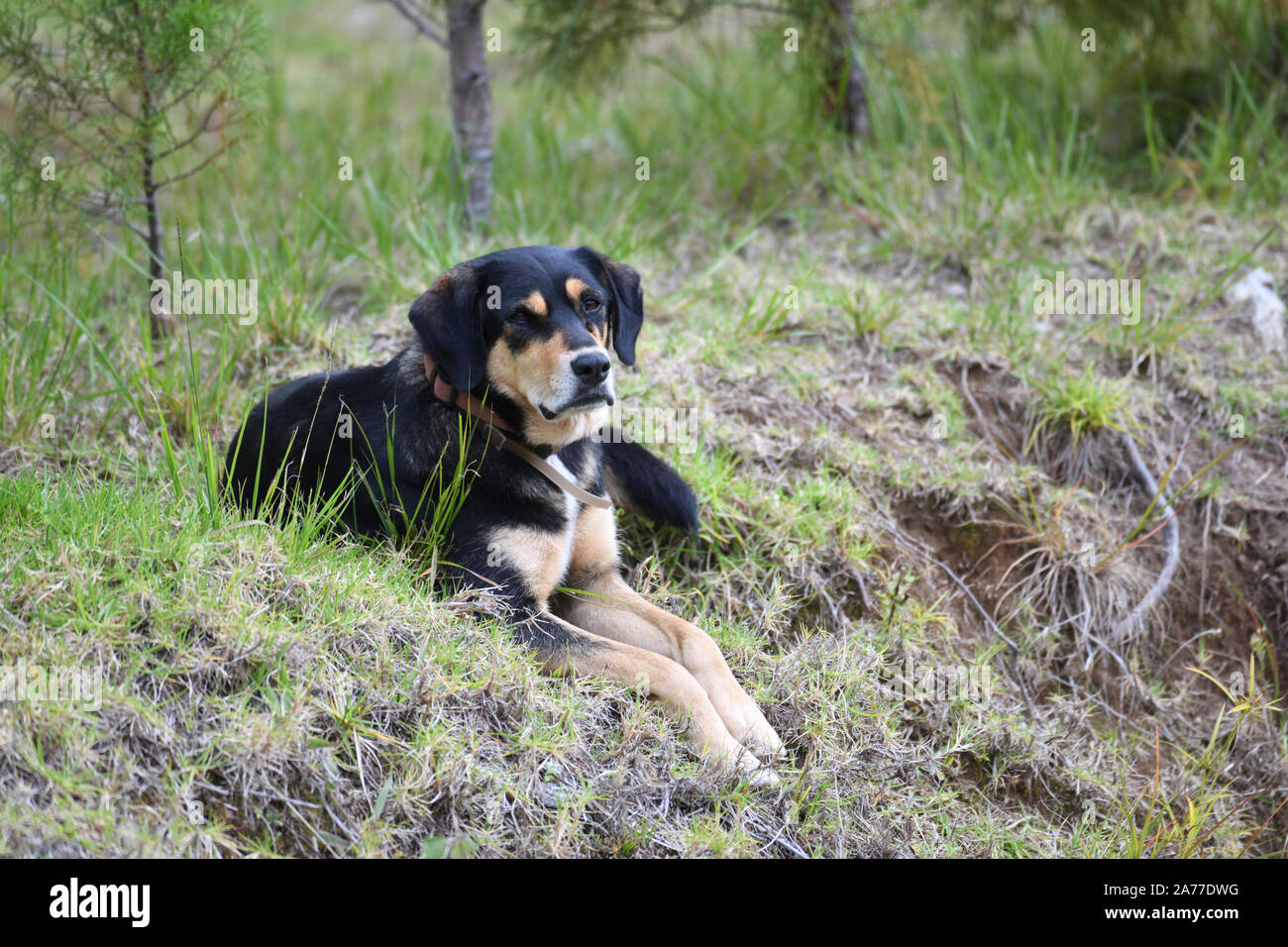 Big Black Dog shepperd sentar fuera en un campo de hierba verde Foto de stock