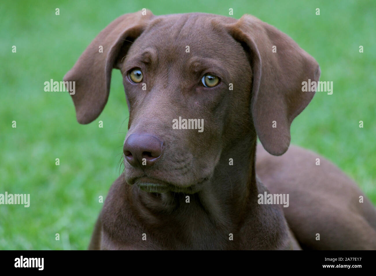 Joven cachorro de raza mixta tendido sobre el césped en el exterior Foto de stock