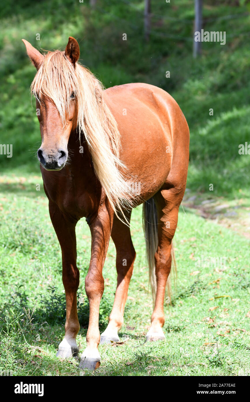 Retrato de un hermoso color castaño o alazán caballo joven en un campo verde Foto de stock