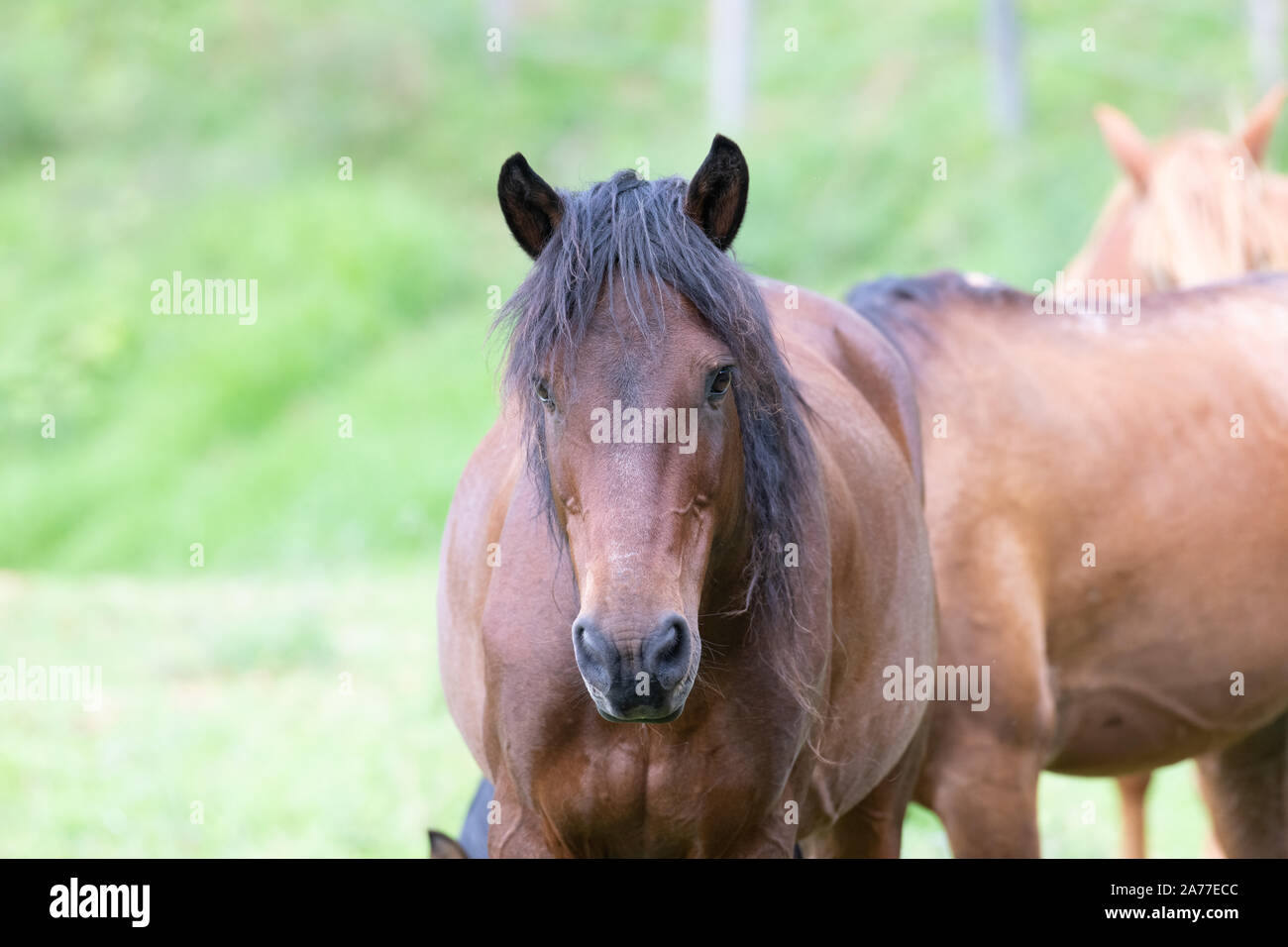 Cerca de la hermosa bahía de dos caballos de color en un campo verde Foto de stock