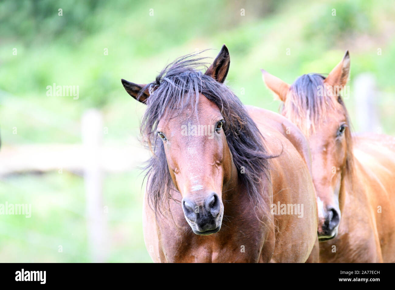 Dos hermosos caballos marrones en una vista de primer plano Foto de stock