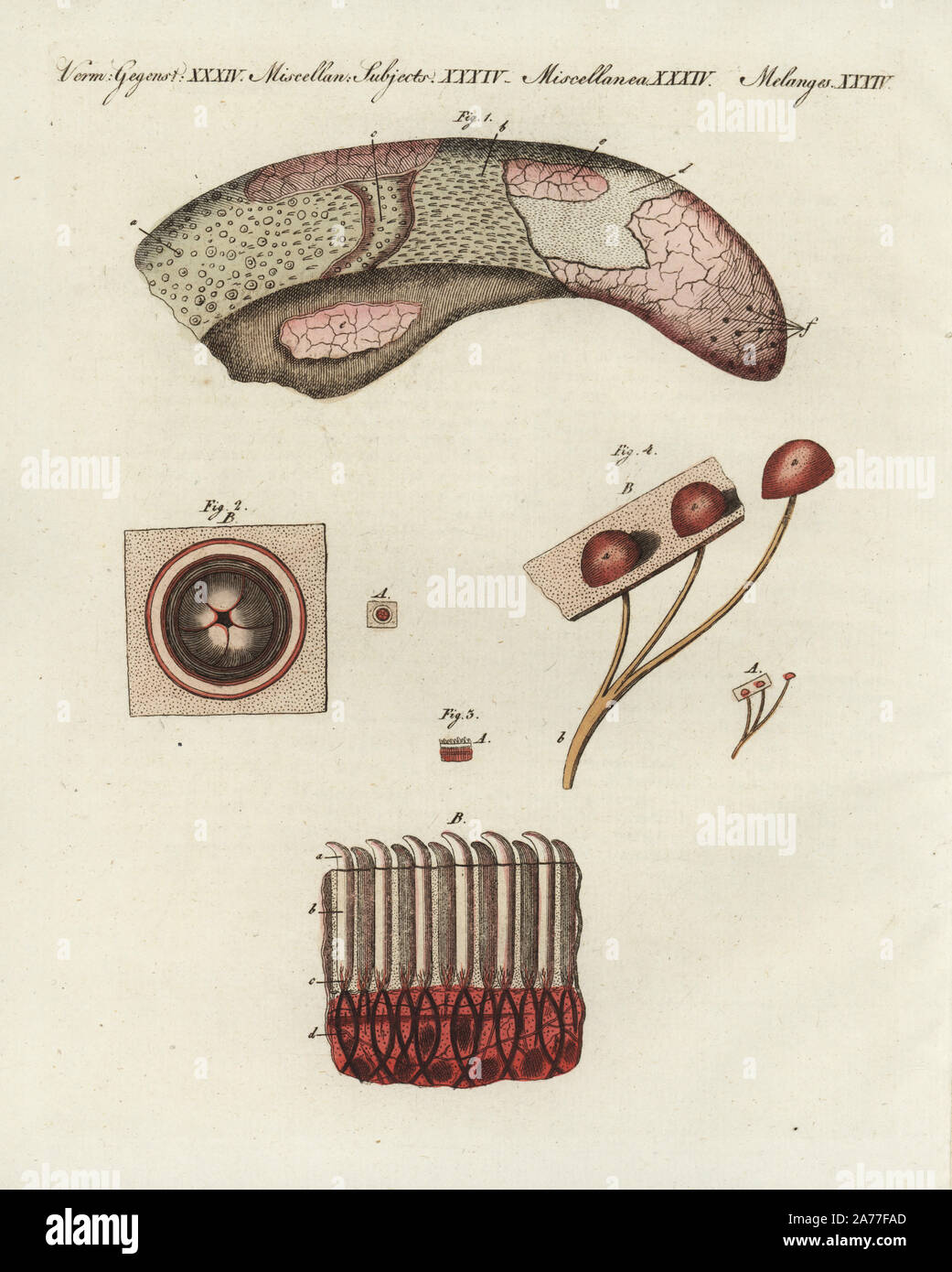 Papilas fungiforme fotografías e imágenes de alta resolución Alamy